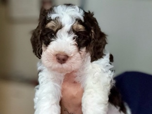 Doodle – Butterfingers mini Aussiedoodle – Moreno Valley