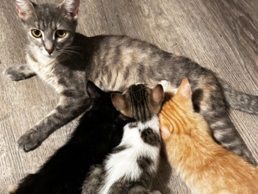 4 kitties – Coral Springs