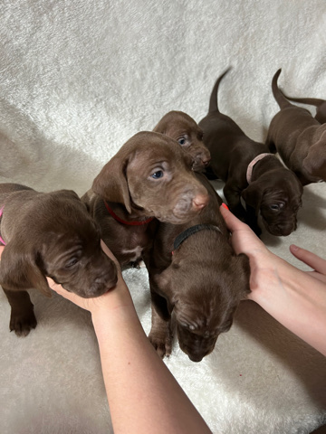 Weimaraner – Weimaraner German Shorthair Pointer puppies