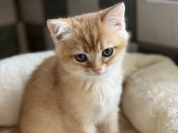 British Shorthair – GCCF reg BSH Chocolate and Black Golden Kittens – Ruislip
