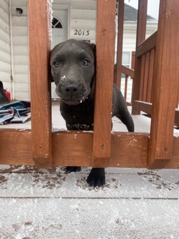 Labrador Retriever – Lab Puppies