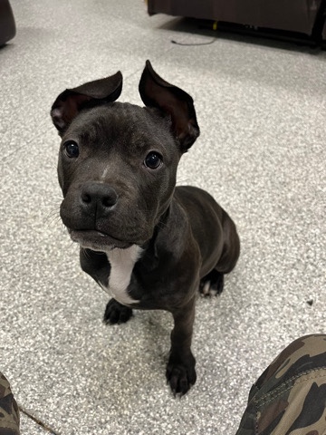 American Bulldog – Exotic American Bully