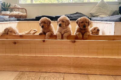 Golden Retriever – Golden Retriever Puppies – Auburn