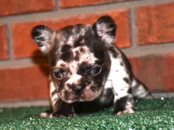 French Bulldog – French bulldog – Stockbridge