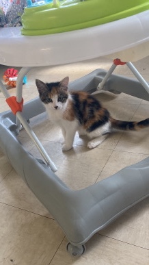 10 week old female kitten