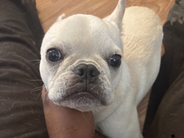 French Bulldog – French bulldog – Manassas Park