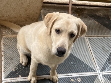 Labradoodle – juhi – Pune