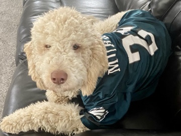 Labradoodle – labradoodle – Lenhartsville
