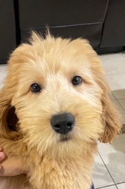Golden Retriever – Female Goldendoodle