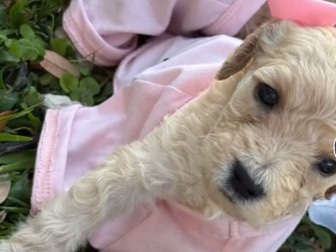 Poodle – golden doodle puppies – Orlando