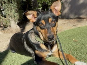 Australian Kelpie – rehome young pup – San Dimas
