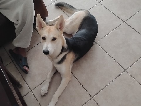 Mixed Breed – looking to re-home I'm moving but mom said I can't bring her. She's a very good dog family lover amazing with cat an dog an kids, love's to go on walks an loves to cuddle when she warms up too you. – North Las Vegas