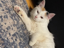 Cat – Hartford