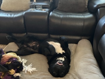 Labrador Retriever – FOSTER NEEDED(adoption available) – Katy
