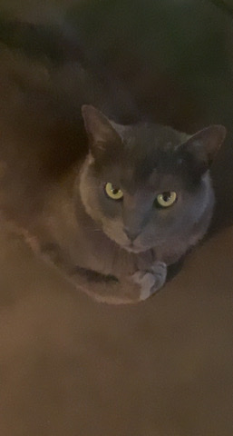 American Shorthair – skylar