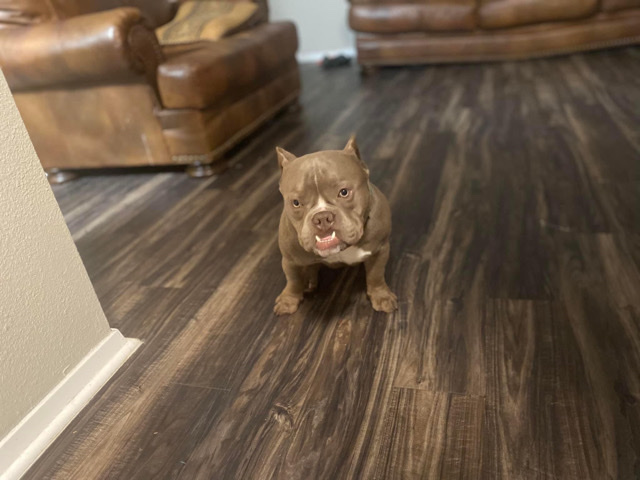 Bulldog – Dog for sell