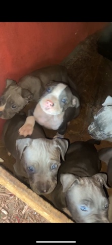 American Pit Bull Terrier – blue pitbull razor edge puppies full blooded with