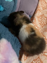 Any – selling hamster