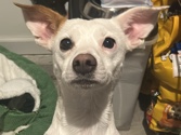 Mixed Breed – Sweet, Gentle Mama Dog Ready for a Fresh Start – Lexington