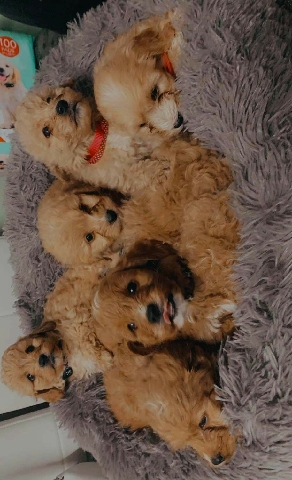 cavapoo puppies ready know