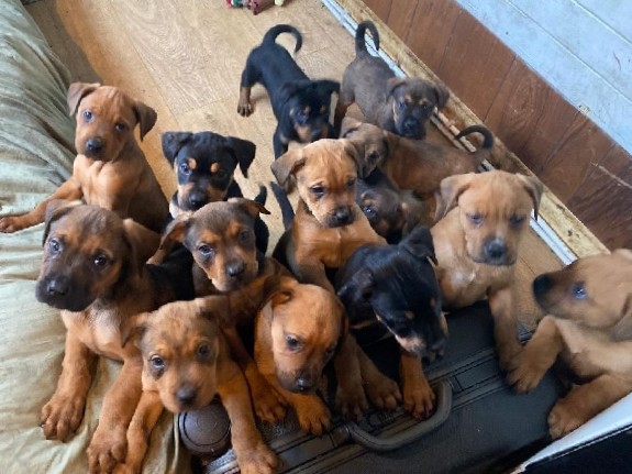 Staffordshire Bull Terrier – staffweilers