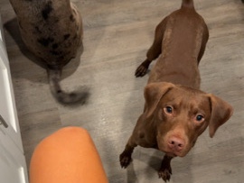 German Shorthaired Pointer – friendly energetic German short haired pointer – Wesley Chapel