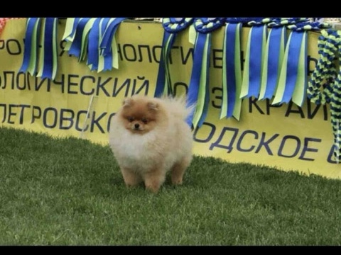 Pomeranian – THE STRONGEST BLOODLINE IN RUSSIA FEMALE POM FOR SELL 🔥 – Abu Dhabi