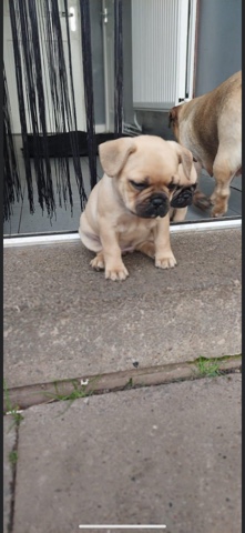 French Bulldog – puppies