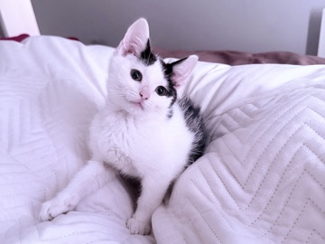 European Shorthair – boy kitten – Manchester