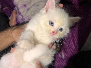 Persian (Modern) - 💖 Adorable Purebred Persian Kitten for Sale 💖 available for adoption in Mumbai