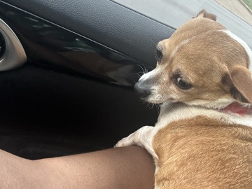 Chihuahua – Loving fur baby . Chickpea – Catoosa