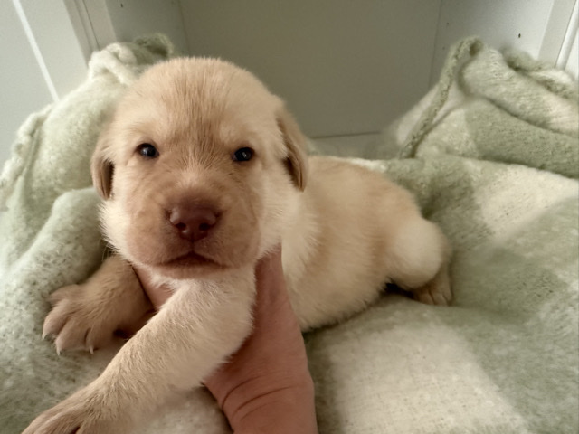 Labrador Retriever – Labrador puppies 7 left – Barry