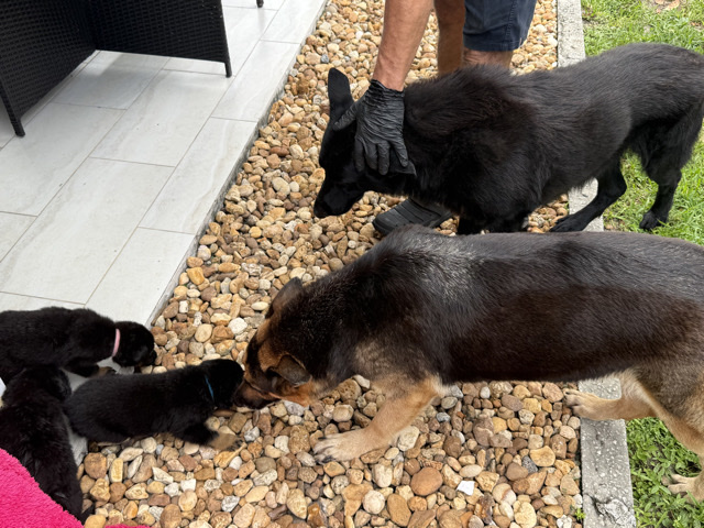 German Shepherd – German shepherd puppies – Miami Gardens