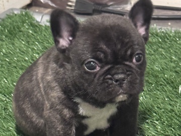 French Bulldog – hi my name is ball – Indianapolis