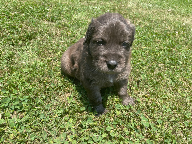 Catahoula Cur – Catahoula/German Shepard mix puppies!