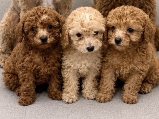 Poodle – toy poodle puppies – Abu Dhabi