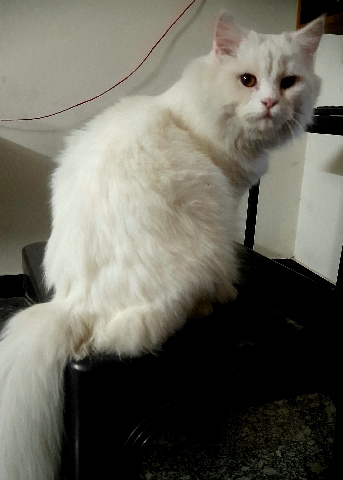 Persian (Traditional) – White Dill face Persian cat