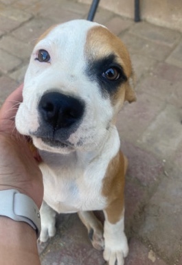 Bulldog – bulldog/ pit bull mix puppies for sale