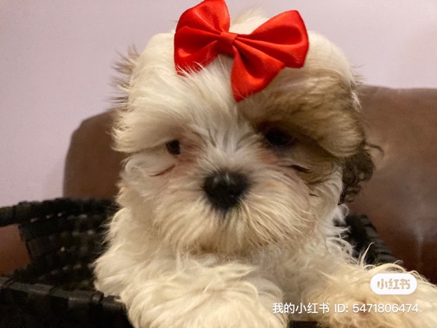Shih Tzu – Shih Tzu Puppy for Sale