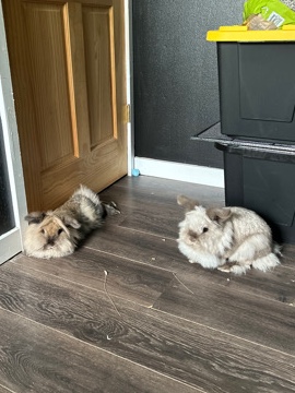 Lionhead – coco & puff
