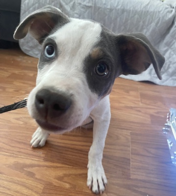 Labrador Retriever – Lab/Pit Puppy