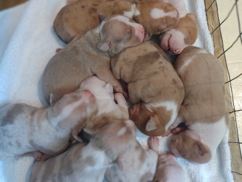 American Bully Puppies – LaGrange