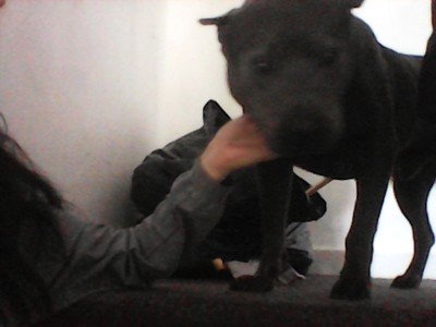 Staffordshire Bull Terrier – staff x sharpei – Walsall