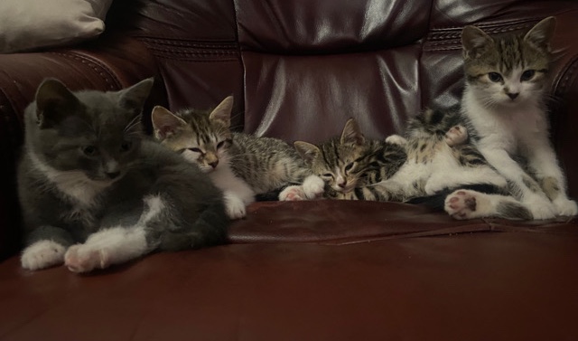 cute kittens