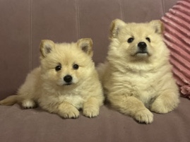 Pomeranian – 2 puppy’s