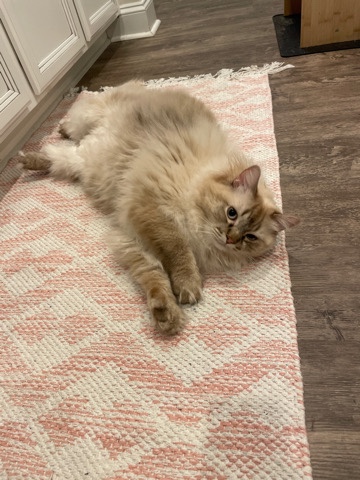 Ragdoll – 1.5 year old Ragdoll Cat