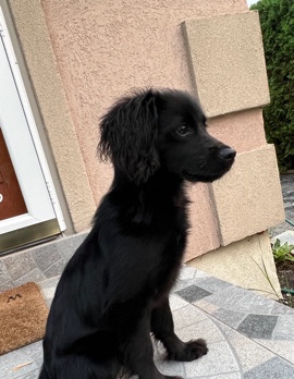 English Cocker Spaniel – Selling 5 Month Old Cocker Spaniel