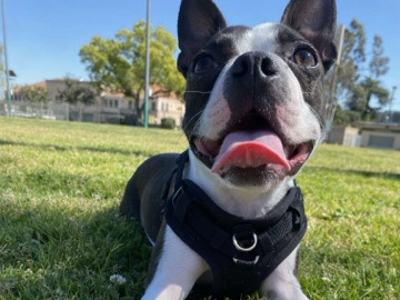 Boston Terrier 