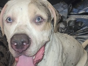 American Pit Bull Terrier – $100 Blast XL Bully Cryptic TriMerle – Snellville