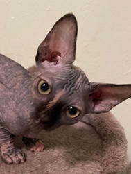 sphynx girl
